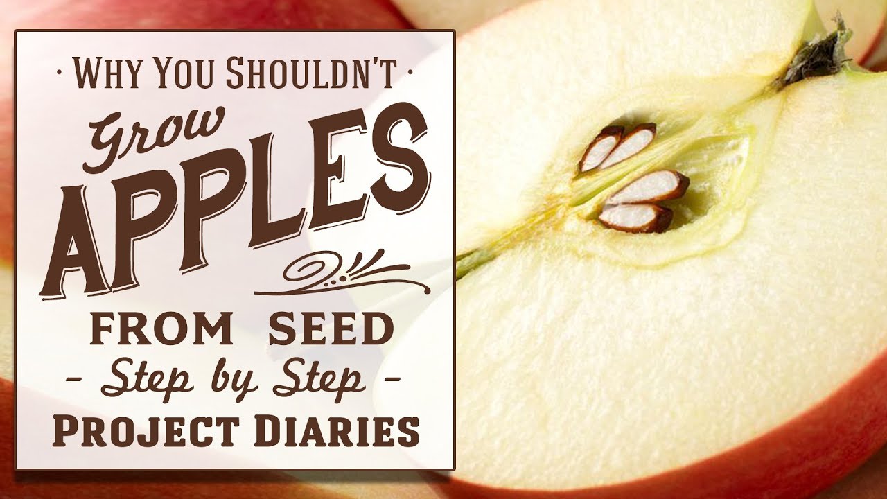 ★ Why You Shouldn't grow Apples from Seed (Tips on Grafting & Budding)