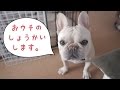 【成長編】ちょっと知りたい犬のケージまわりの使い方
