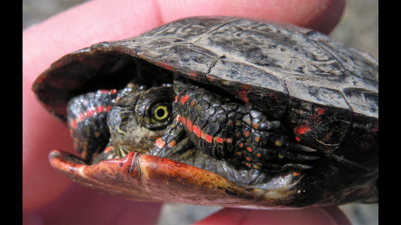 video phone beyonce mp3 First Turtle of 2016!