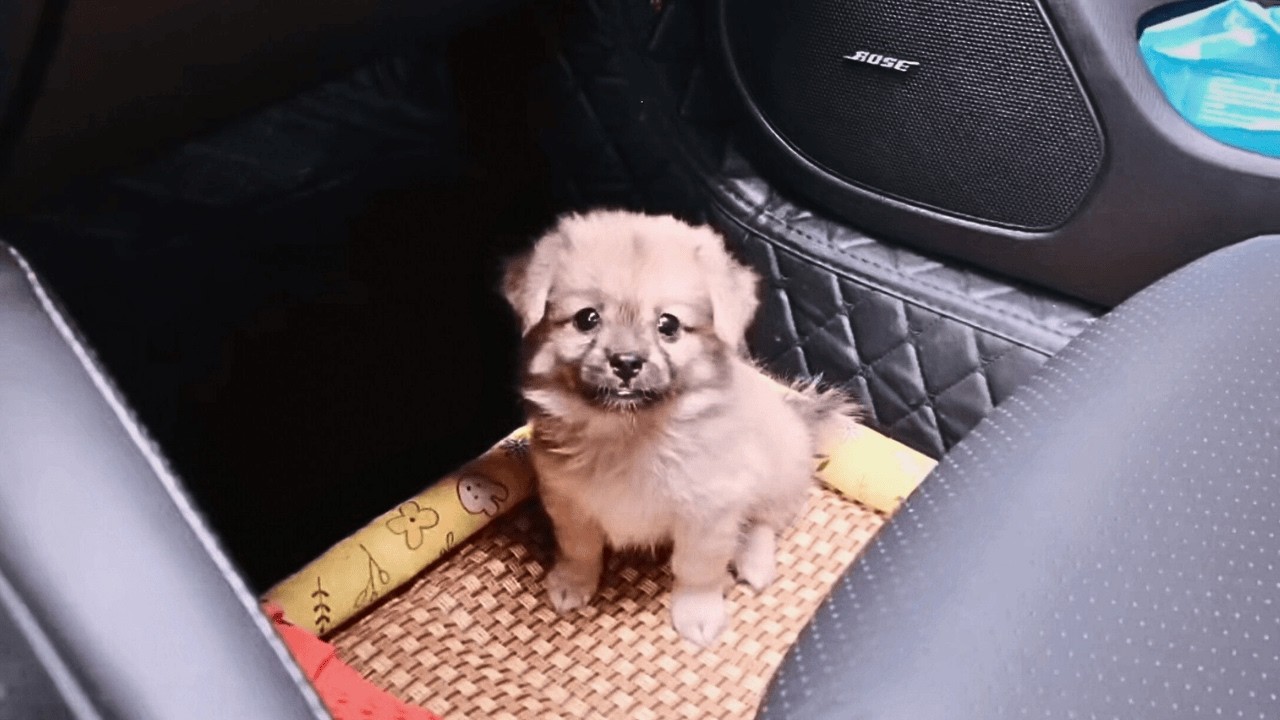 В тайфун одинокий щенок, не найдя мать, плакал под ливнем и едва не был смыт водой.