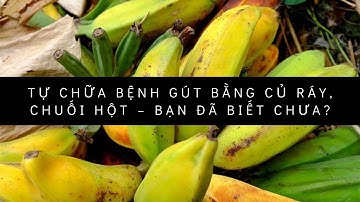 Tự chữa bệnh gút bằng củ ráy chuối hột – bạn đã biết chưa?
