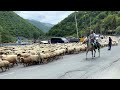 Из-за стада овец на военно-грузинской дороге встал поток машин. Перегон стада, как это происходит.