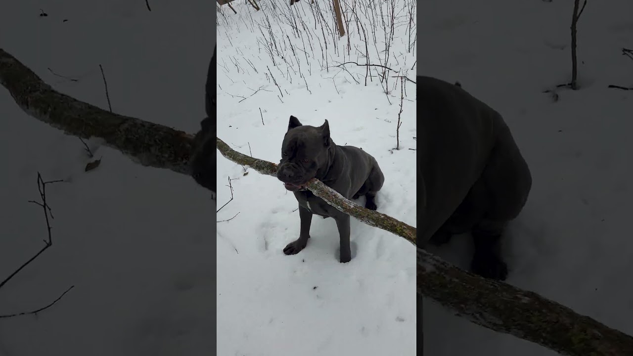 Вечерняя прогулка с Кане-корсо !