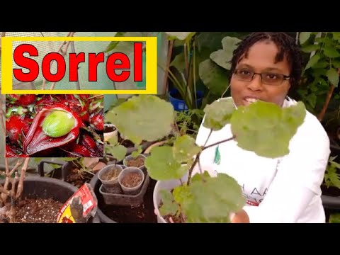 वीडियो: रोज़ेल के पौधे उगाना: रोज़ेले के उपयोग और लाभों के बारे में जानें