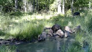 Дикие животные на водопое в Беловежской пуще|Wild animals at a watering place in Bialowieza forest|