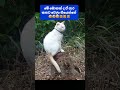 ඔන්න ඉතින් සුදු බෝලේ ...🤣😻❤️ #funnykittens #funny #funnyvideo #comedy #pets #love #funnymoment #cat