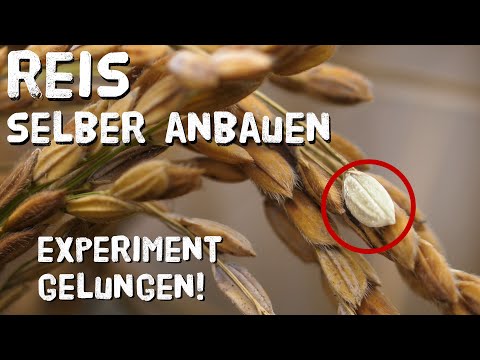 Video: Kann man aus Reis Reis anbauen?