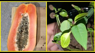 زراعة الباباي في المنزل | How to plant papaya