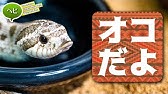 カワイイィィ 筒から顔を出すヘビが可愛いと聞いて試してみた シシバナヘビ 爬虫類 Youtube カワイイィィ 筒から顔を出すヘビが可愛いと聞いて試してみた シシバナヘビ 爬虫類 Youtube