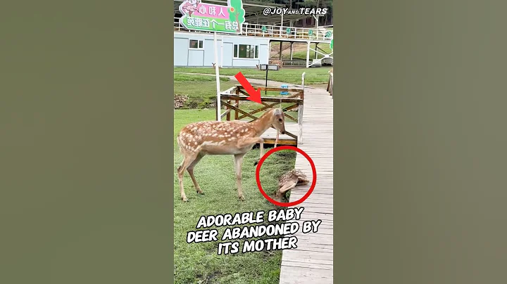 Video 9817991: mother cat funny, cat mother love, cats animal funny love