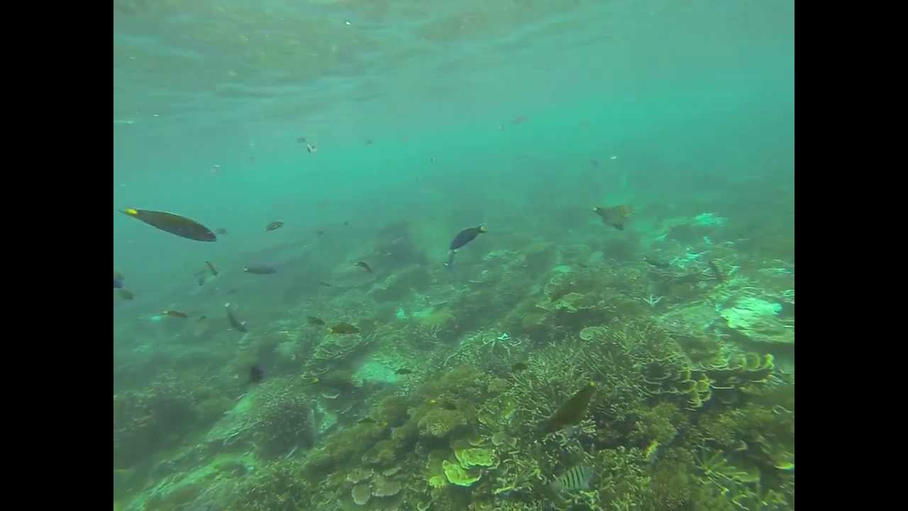 Snorkelling Redang Island, Malaysia - YouTube