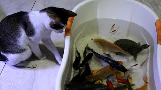 Kucing Piranha Cupang Guppy Molly Lele Aligator Ikan Mas Kura-Kura Koki Sclaos Koi Tiger - Sandoll