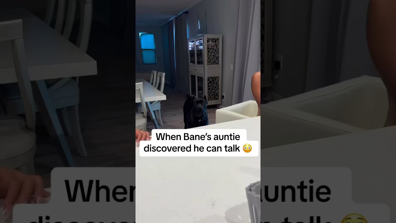 This dog really be talking 😳 