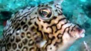 Vocaloid Miriam (Your Fish Tank)