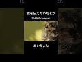 【cover】愛を伝えたいだとか / あいみょん #coversong #japanesesongcover #邦ロック
