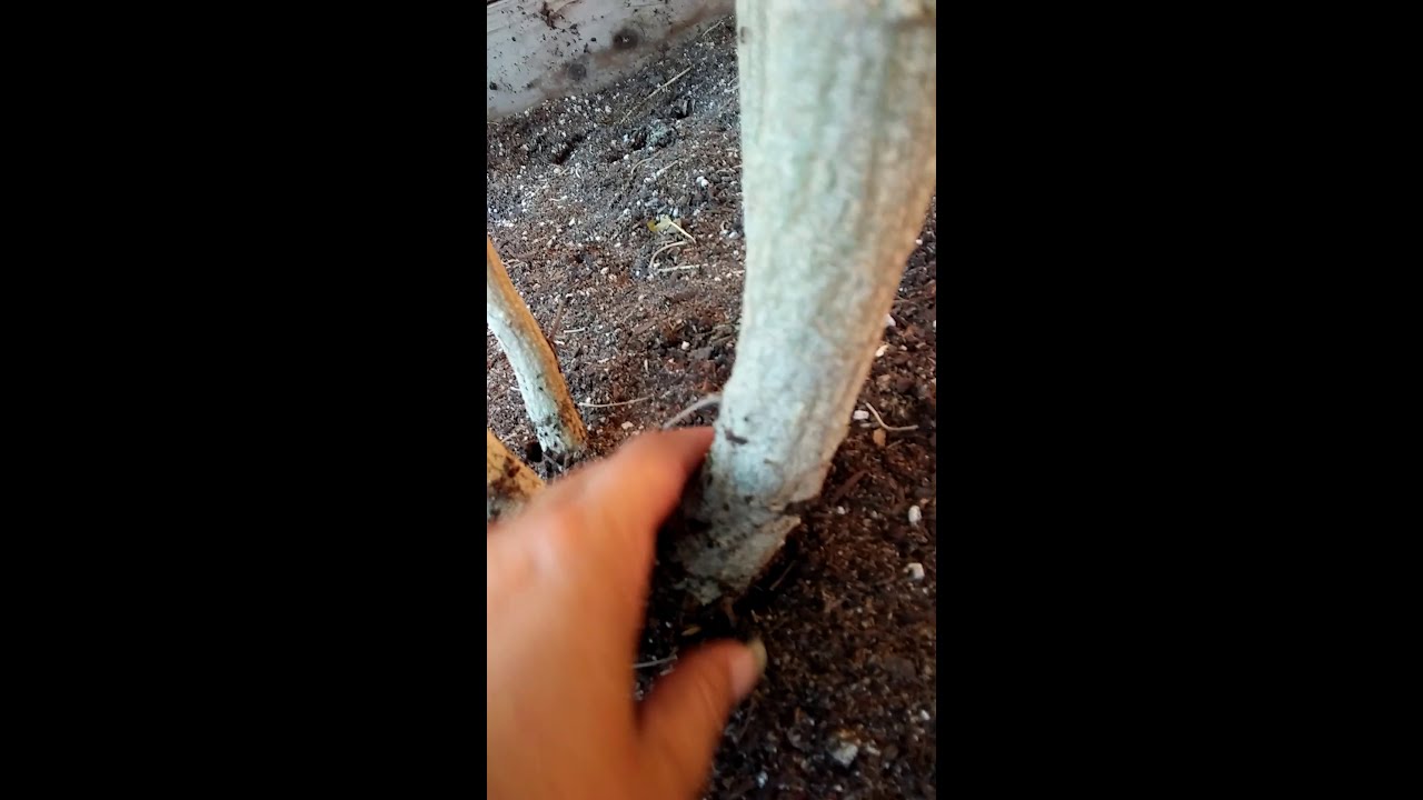 July update 3. Alien labcoat White Russian. Bubba Kush White Widow outdoor marijuana grow