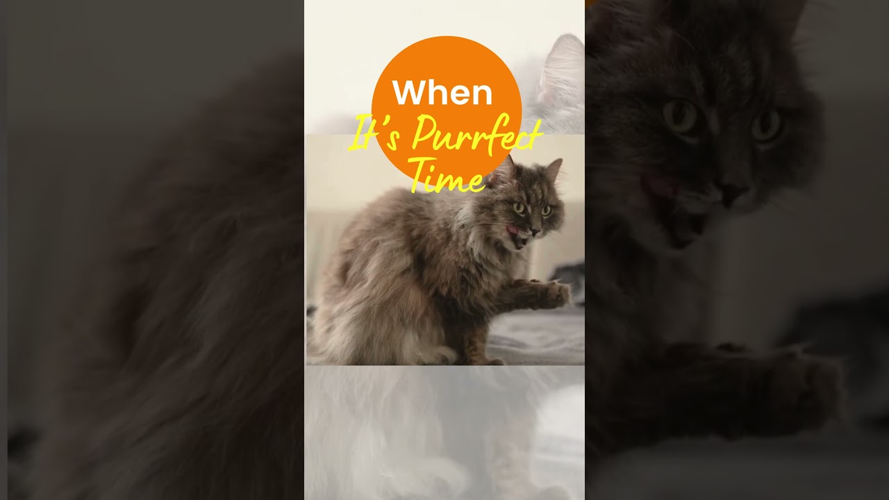 PurrfectCat Supreme-Ektek Global 