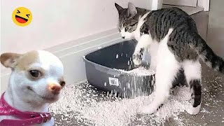 When God sends you funny dogs and cats 😂 Funniest cat ever 🐶#19 by AAZ Pets 406 views 5 days ago 36 minutes