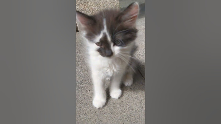 #cat #cats #macska #macskák #shorts #video
