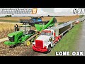 Feeding cows, harvesting barley and wheat | Lone Oak Farm | Farming simulator 19 | Timelapse #98