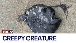 Across America: Alien-like creature washes ashore