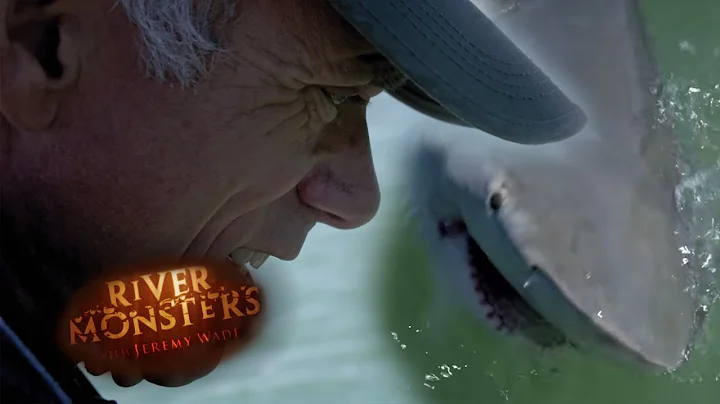 Intense Tug Of War With Bull Shark! | BULL SHARK |...