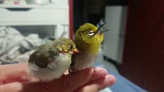 Borb | Two Baby Japanese White-eye birds stick together