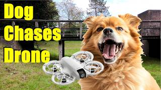 When Dogs Attack Your FPV Drone β Escape Impossible