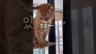 당신의 고양이도 눈치를 보나요? #shorts