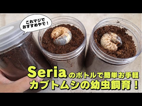 カブトムシの幼虫飼育 Seriaのボトルを使った簡単お手軽カブトムシの幼虫飼育を徹底解説します 