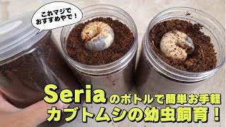 【カブトムシの幼虫飼育】Seriaのボトルを使った簡単お手軽カブトムシの幼虫飼育を徹底解説します
