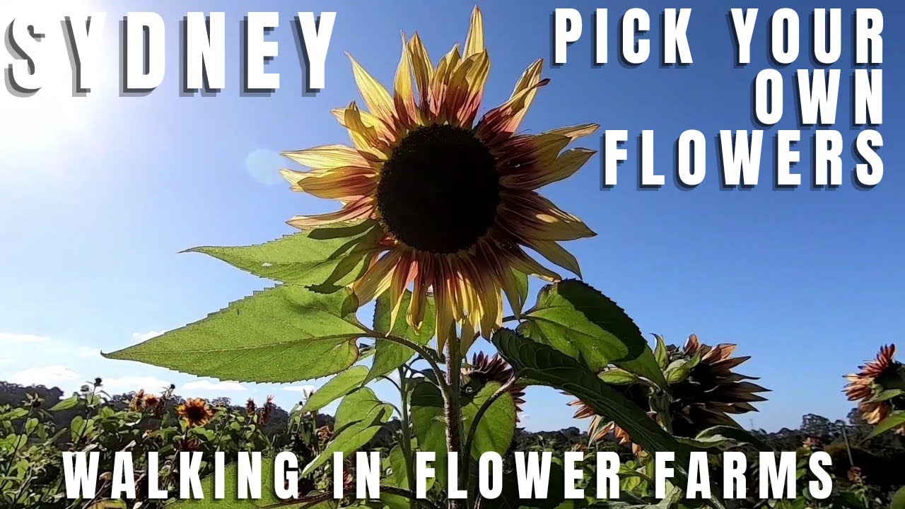 Pick Your Own Sunflowers | Walking in Flower Farms | Sydney NSW Australia 2021
