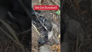 We got bunnies in our yard!!! #foryou #bunnies #babies #animals