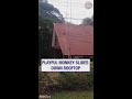 Energetic monkey turns house roof into playground