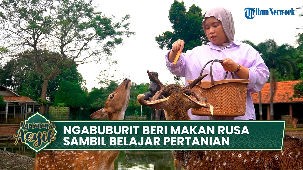 Ngabuburit Ngasih Makan Rusa Sambil Belajar Pertanian
