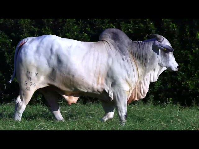 LOTE 04   ONIX 1374