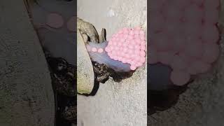 UDAH TAU BELUM, PROSES KEONG BERTELUR? CEK VIDEO INI