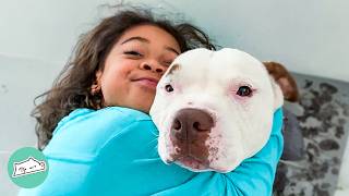 Gentle Staffy Woke Up Little Sister With The Sweetest Kisses | Cuddle Buddies