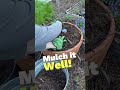 Planting tomatoes in containers gardening tomatoes