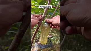 Simple bottled air layering | plants grafting | plants care| #creative#plants#nature#care#shorts