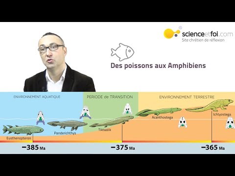 Vidéo: Fossiles De Polystrate Impossibles - Vue Alternative