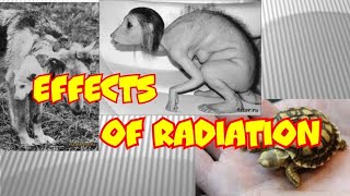 Страшное воздействие радиации на животных и людей. Effects of radiation on animals and humans. Страшное воздействие радиации на животных и людей. Effects of radiation on animals and humans.