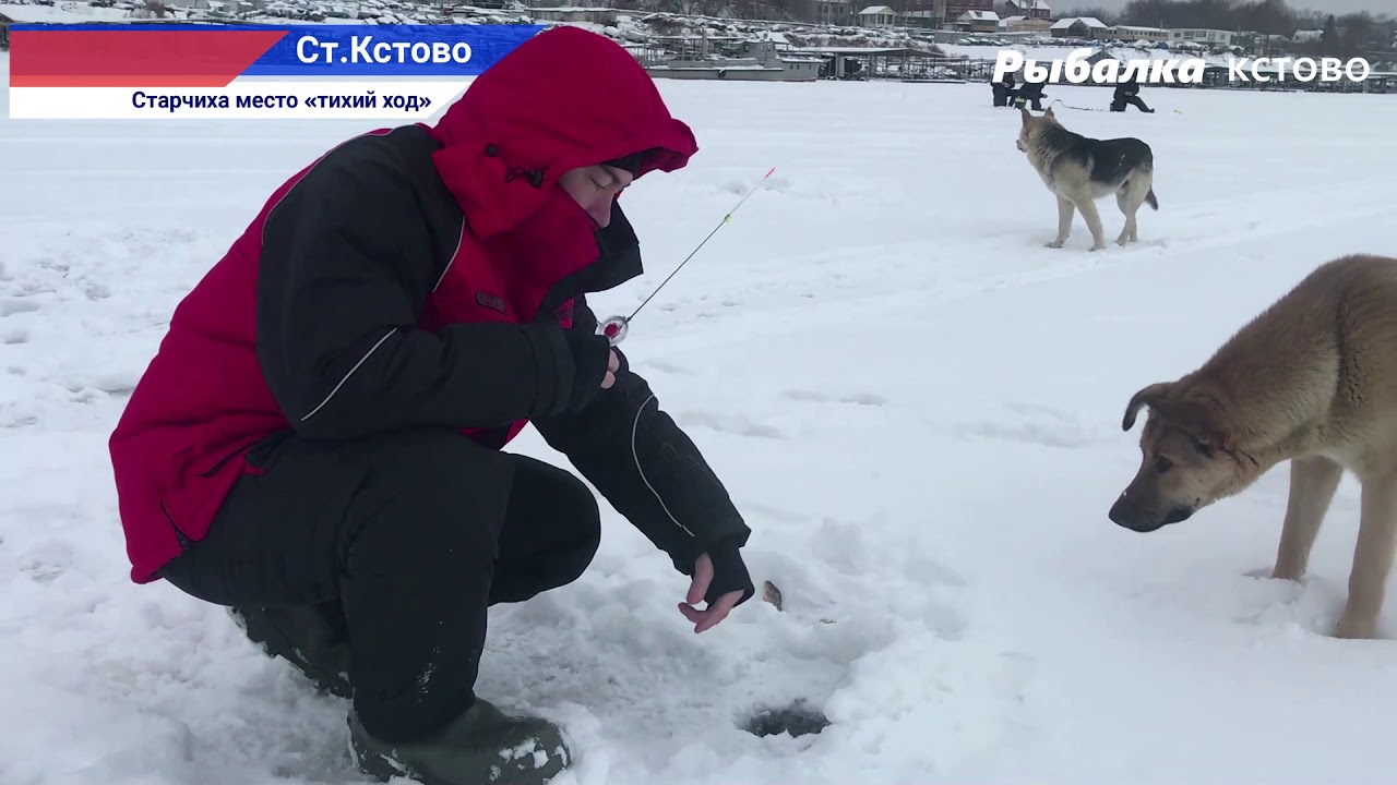 Волга окунь квест
