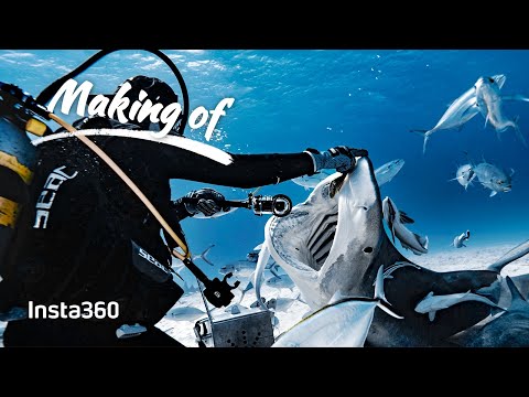 Insta360 - Filming a Dive With Hammerhead Sharks (ft. Zimydakid)