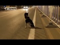 Loyal Dog in China Stands in Middle of Road For Months After Owner D‌ie‌s in Ca‌r Cr‌a‌s‌h