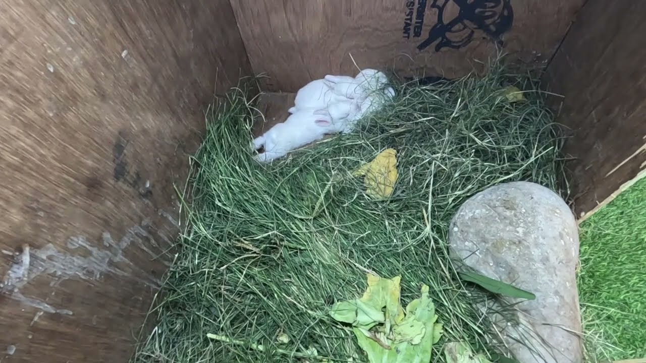 Day 14: Baby Bunnies 🐇 Learning to Eat Solid Food | Live Stream Part 1