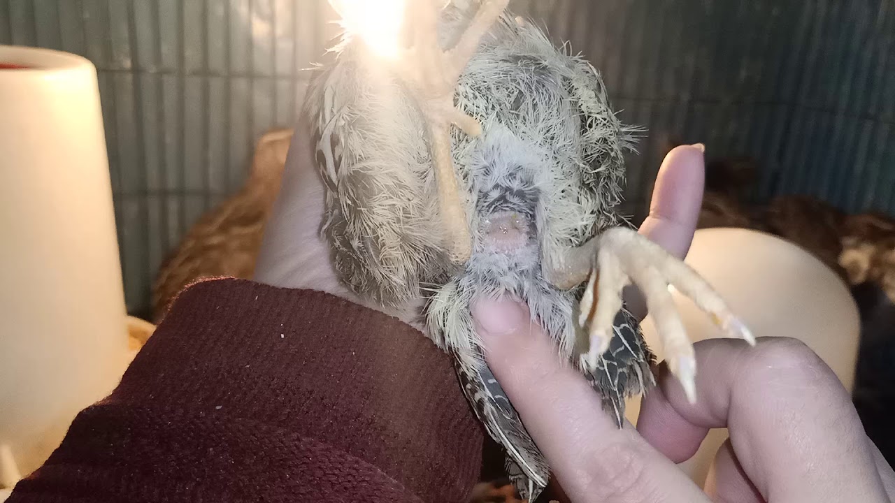 الفرق بين الذكر والانثي في السمان من عمر 25 يوم