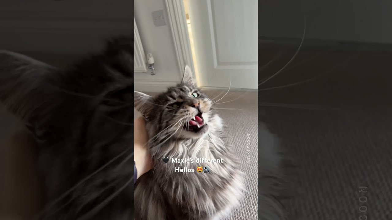 🔊Different Meow Hellos from Maine Coon Girl 😻🎶 The End 😼 