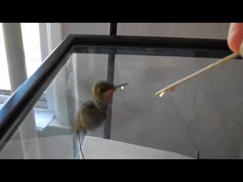 How to raise a baby hummingbird part 2 of 6