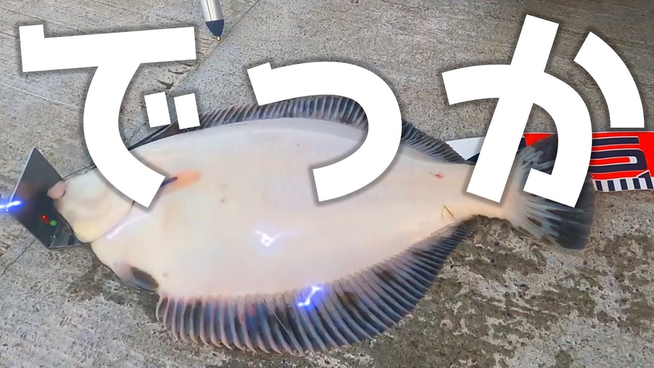 投げ釣りで出たモンスタークロガシラカレイ！コマイ(氷下魚)とホッケも大漁した春のチョイ投げ釣りがアツい⁉